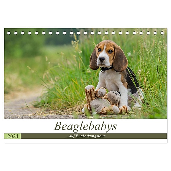 Beaglebabys auf Entdeckungstour (Tischkalender 2024 DIN A5 quer), CALVENDO Monatskalender, Sonja Teßen