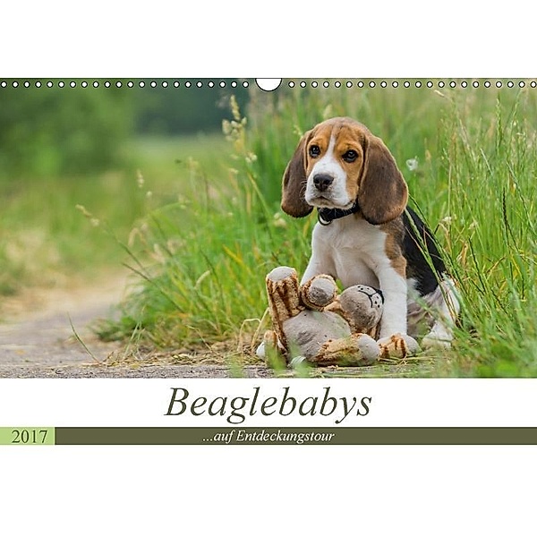 Beaglebabys auf Entdeckungstour (Wandkalender 2017 DIN A3 quer), Sonja Teßen