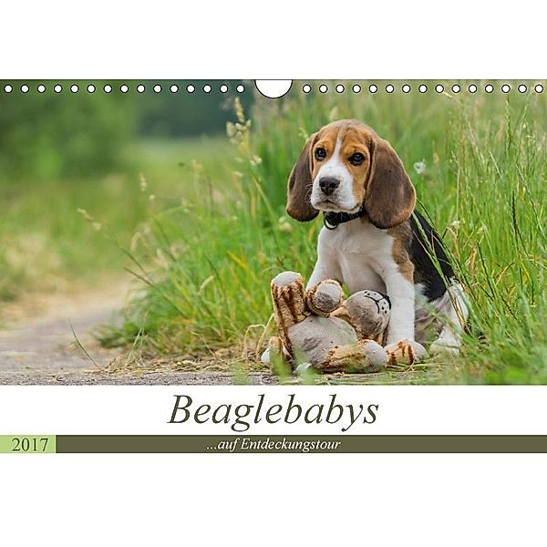Beaglebabys auf Entdeckungstour (Wandkalender 2017 DIN A4 quer), Sonja Teßen
