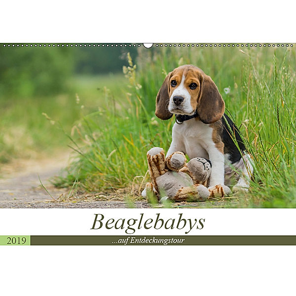 Beaglebabys auf Entdeckungstour (Wandkalender 2019 DIN A2 quer), Sonja Teßen