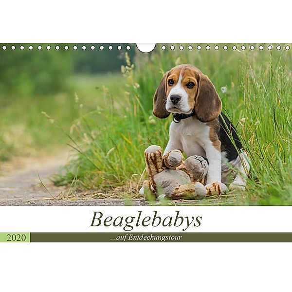 Beaglebabys auf Entdeckungstour (Wandkalender 2020 DIN A4 quer), Sonja Teßen