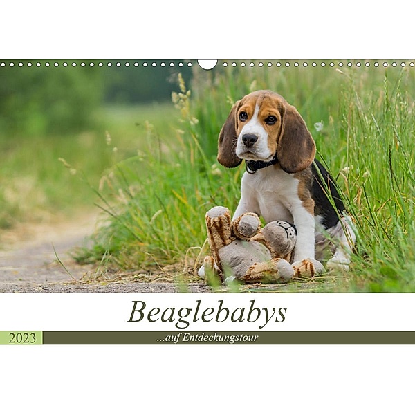 Beaglebabys auf Entdeckungstour (Wandkalender 2023 DIN A3 quer), Sonja Teßen