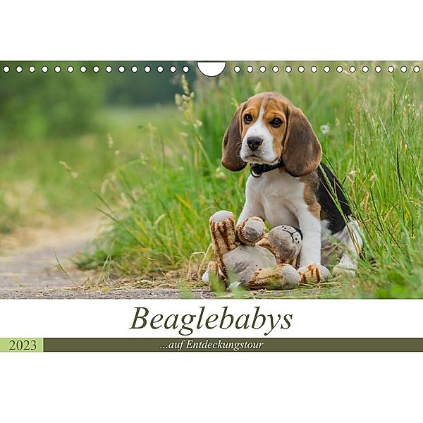 Beaglebabys auf Entdeckungstour (Wandkalender 2023 DIN A4 quer), Sonja Teßen