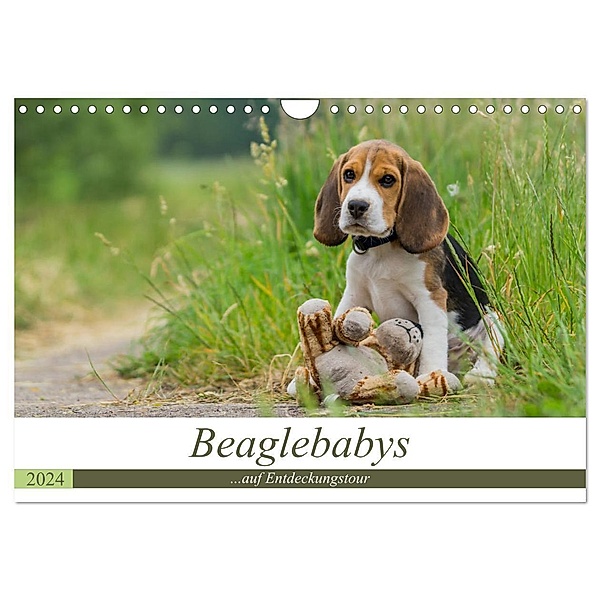 Beaglebabys auf Entdeckungstour (Wandkalender 2024 DIN A4 quer), CALVENDO Monatskalender, Sonja Teßen