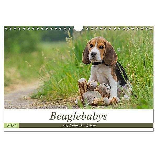 Beaglebabys auf Entdeckungstour (Wandkalender 2024 DIN A4 quer), CALVENDO Monatskalender, Sonja Tessen