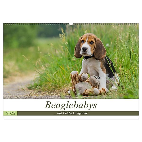 Beaglebabys auf Entdeckungstour (Wandkalender 2025 DIN A2 quer), CALVENDO Monatskalender, Calvendo, Sonja Teßen