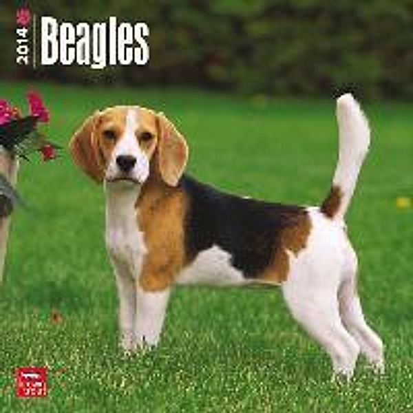 Beagles