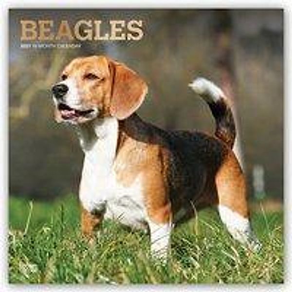 Beagles 2021 - 16-Monatskalender mit freier DogDays-App, BrownTrout Publisher