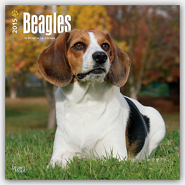 Beagles Calendar