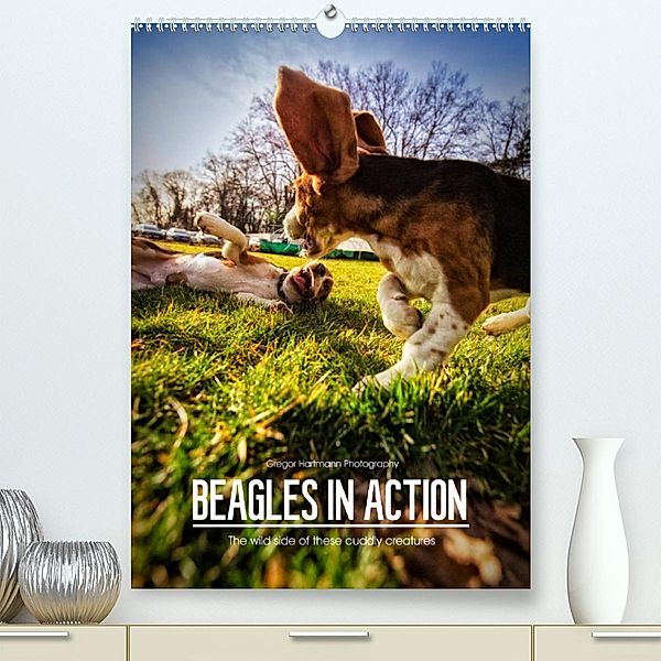 Beagles in action (Premium, hochwertiger DIN A2 Wandkalender 2023, Kunstdruck in Hochglanz), Gregor Hartmann