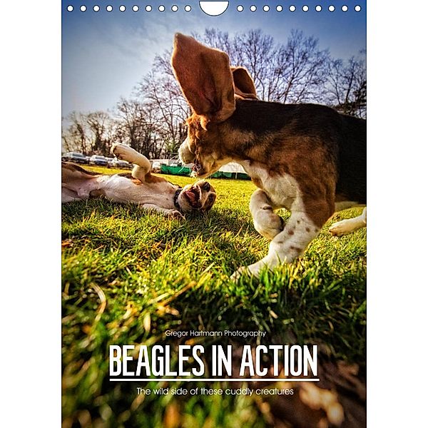 Beagles in action (Wall Calendar 2023 DIN A4 Portrait), Gregor Hartmann