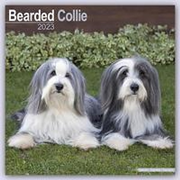 Bearded Collie 2023 - 16-Monatskalender
