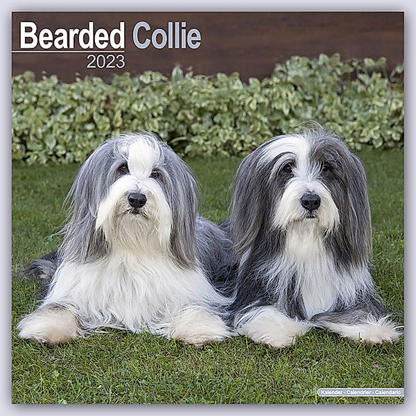 Bearded Collie 2024 - 16-Monatskalender, Avonside Publishing Ltd.