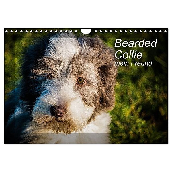 Bearded Collie, mein Freund (Wandkalender 2024 DIN A4 quer), CALVENDO Monatskalender, Ula Redl