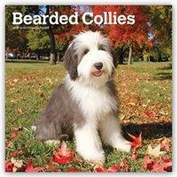 Bearded Collies 2019 Square Wall Calendar