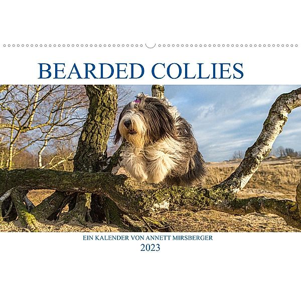 BEARDED COLLIES 2023 (Wandkalender 2023 DIN A2 quer), Annett Mirsberger