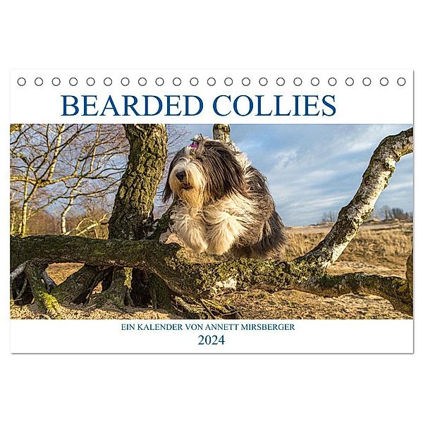 BEARDED COLLIES 2024 (Tischkalender 2024 DIN A5 quer), CALVENDO Monatskalender, Annett Mirsberger