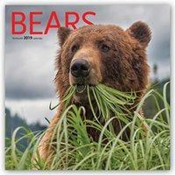 Bears 2019 Square Wall Calendar