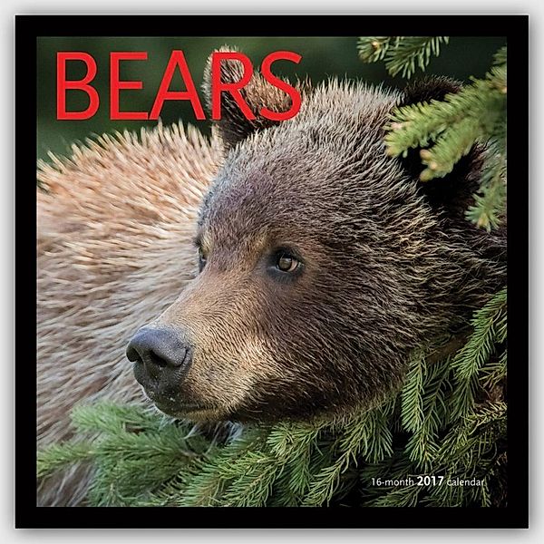 Bears - Bären 2017