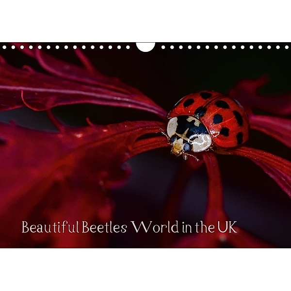 Beautiful Beetles World in the UK (Wall Calendar 2018 DIN A4 Landscape), Icy Ho
