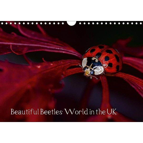 Beautiful Beetles World in the UK (Wall Calendar 2021 DIN A4 Landscape), Icy Ho