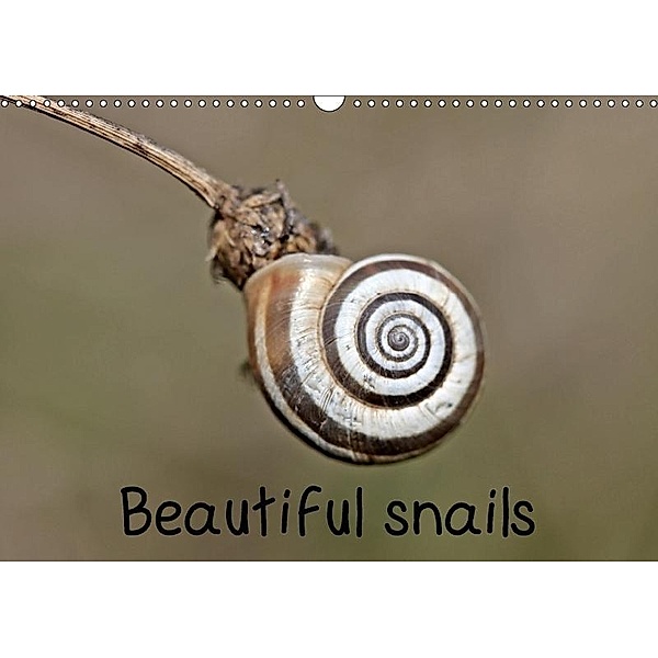 Beautiful snails (Wall Calendar 2017 DIN A3 Landscape), Christine Schmutzler-Schaub