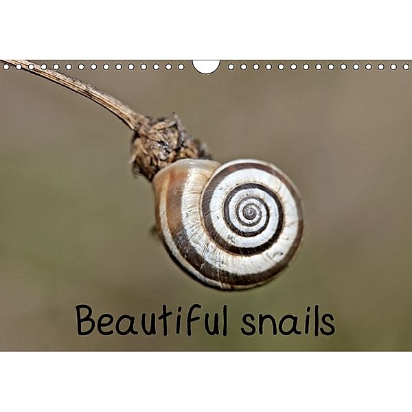 Beautiful snails (Wall Calendar 2018 DIN A4 Landscape), Christine Schmutzler-Schaub