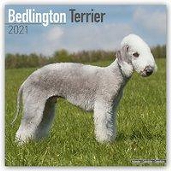 Bedlington Terrier 2021 - 16-Monatskalender mit freier DogDays-App, Bedlington Terrier 2021