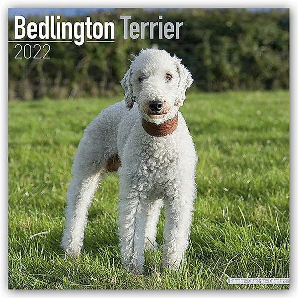 Bedlington Terrier 2022 - 16-Monatskalender, Avonside Publishing Ltd