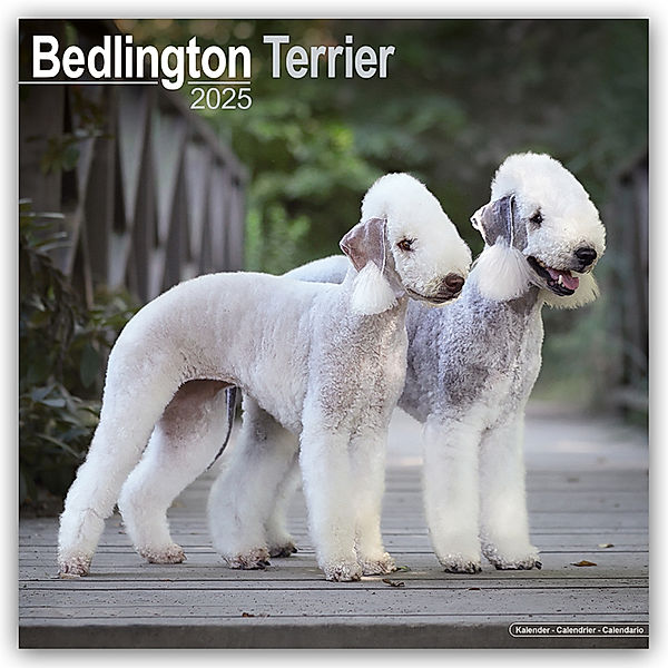 Bedlington Terrier 2025- 16-Monatskalender, Avonside Publishing Ltd.