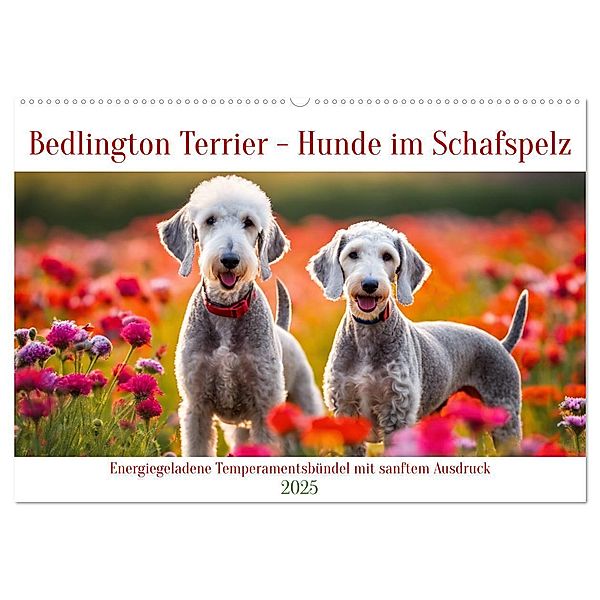 Bedlington Terrier - Hunde im Schafspelz (Wandkalender 2025 DIN A2 quer), CALVENDO Monatskalender, Calvendo, Claudia Kleemann