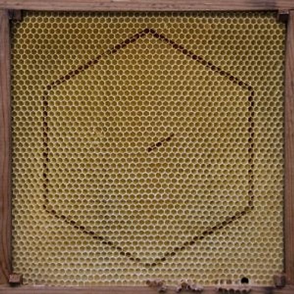 Beekeeper (Incl.Home Ep) (Vinyl), Rangleklods