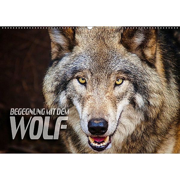 Begegnung mit dem Wolf (Wandkalender 2020 DIN A2 quer), Renate Bleicher