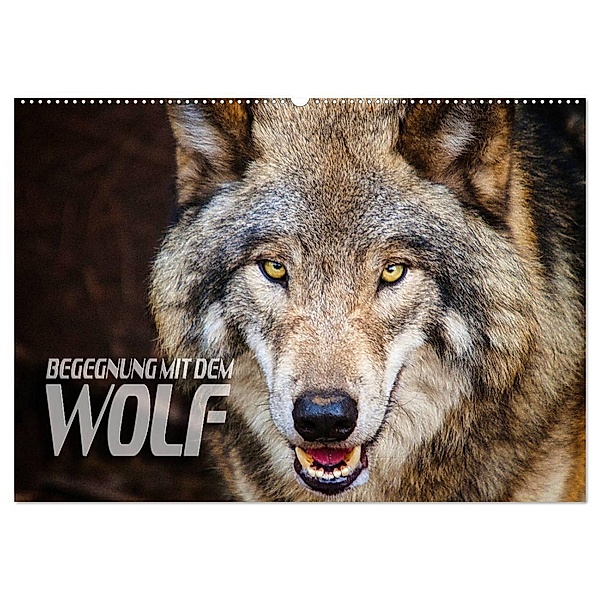 Begegnung mit dem Wolf (Wandkalender 2024 DIN A2 quer), CALVENDO Monatskalender, Renate Bleicher