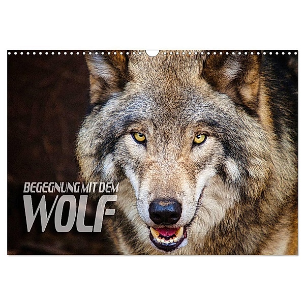 Begegnung mit dem Wolf (Wandkalender 2024 DIN A3 quer), CALVENDO Monatskalender, Renate Bleicher