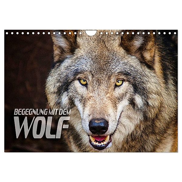 Begegnung mit dem Wolf (Wandkalender 2024 DIN A4 quer), CALVENDO Monatskalender, Renate Bleicher
