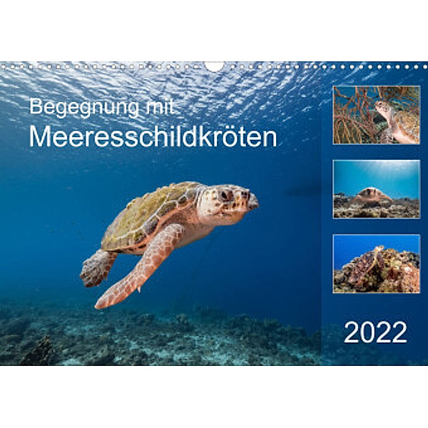 Begegnung mit Meeresschildkröten (Wandkalender 2022 DIN A3 quer), Yvonne & Tilo Kühnast - naturepics