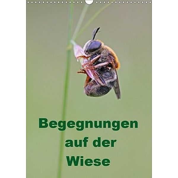 Begegnungen auf der Wiese (Wandkalender 2020 DIN A3 hoch), Bernd Sprenger