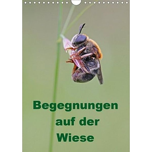 Begegnungen auf der Wiese (Wandkalender 2020 DIN A4 hoch), Bernd Sprenger