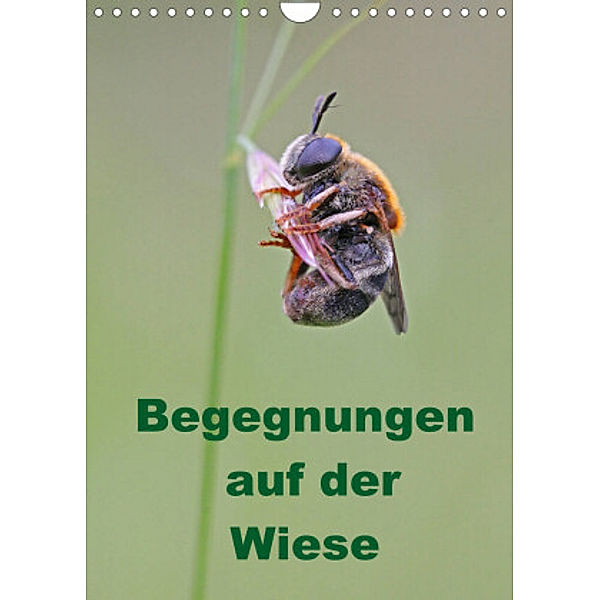 Begegnungen auf der Wiese (Wandkalender 2022 DIN A4 hoch), Bernd Sprenger