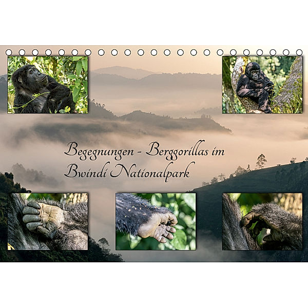 Begegnungen - Berggorillas im Bwindi Nationalpark (Tischkalender 2019 DIN A5 quer), Marisa Jorda-Motzkau