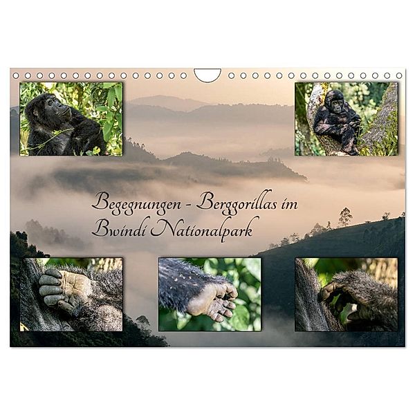 Begegnungen - Berggorillas im Bwindi Nationalpark (Wandkalender 2024 DIN A4 quer), CALVENDO Monatskalender, Marisa Jorda-Motzkau