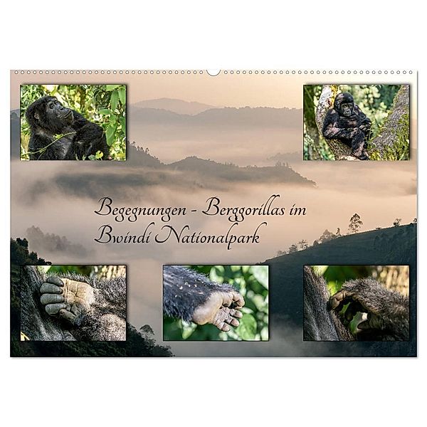 Begegnungen - Berggorillas im Bwindi Nationalpark (Wandkalender 2024 DIN A2 quer), CALVENDO Monatskalender, Marisa Jorda-Motzkau