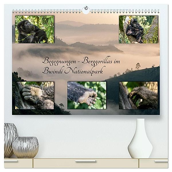 Begegnungen - Berggorillas im Bwindi Nationalpark (hochwertiger Premium Wandkalender 2025 DIN A2 quer), Kunstdruck in Hochglanz, Calvendo, Marisa Jorda-Motzkau