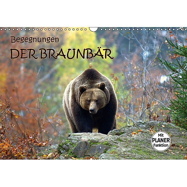 Begegnungen DER BRAUNBÄR (Wandkalender 2019 DIN A3 quer), GUGIGEI