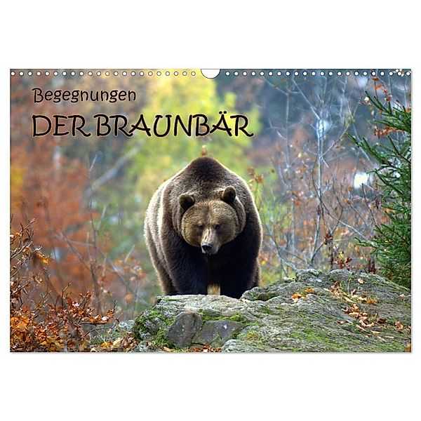 Begegnungen DER BRAUNBÄR (Wandkalender 2024 DIN A3 quer), CALVENDO Monatskalender, Gugigei