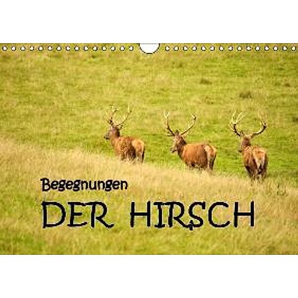 Begegnungen. DER HIRSCH (Wandkalender 2016 DIN A4 quer), GUGIGEI