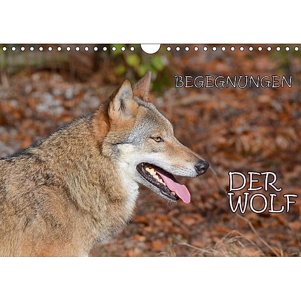 Begegnungen DER WOLF (Wandkalender 2017 DIN A4 quer), GUGIGEI