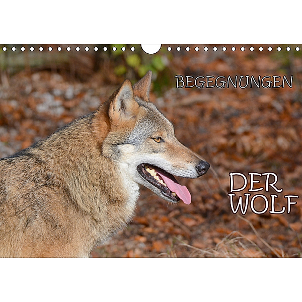 Begegnungen DER WOLF (Wandkalender 2019 DIN A4 quer), GUGIGEI