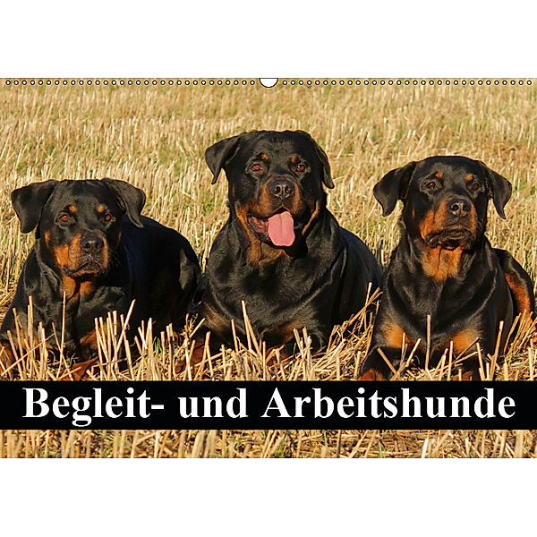 Begleit- und Arbeitshunde (Wandkalender 2019 DIN A2 quer), Elisabeth Stanzer